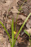 Curtis' star-grass